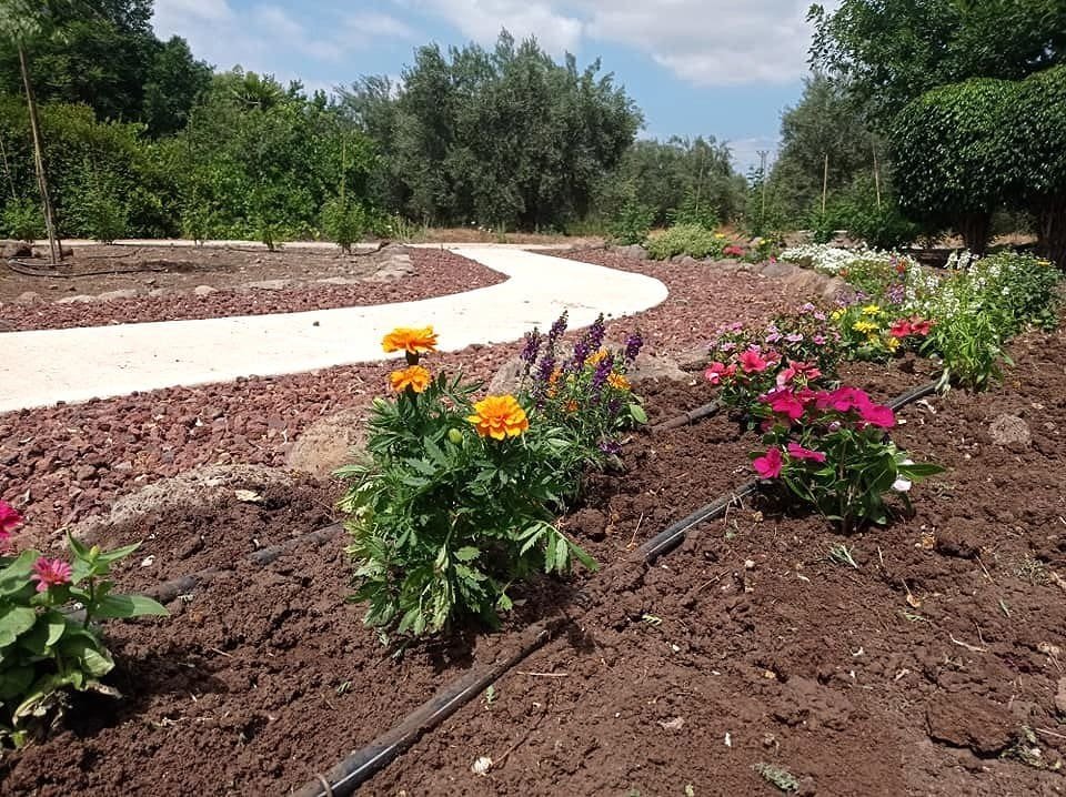 שתילות-ערוך